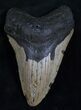 Bargain Megalodon Tooth - North Carolina #13756-1